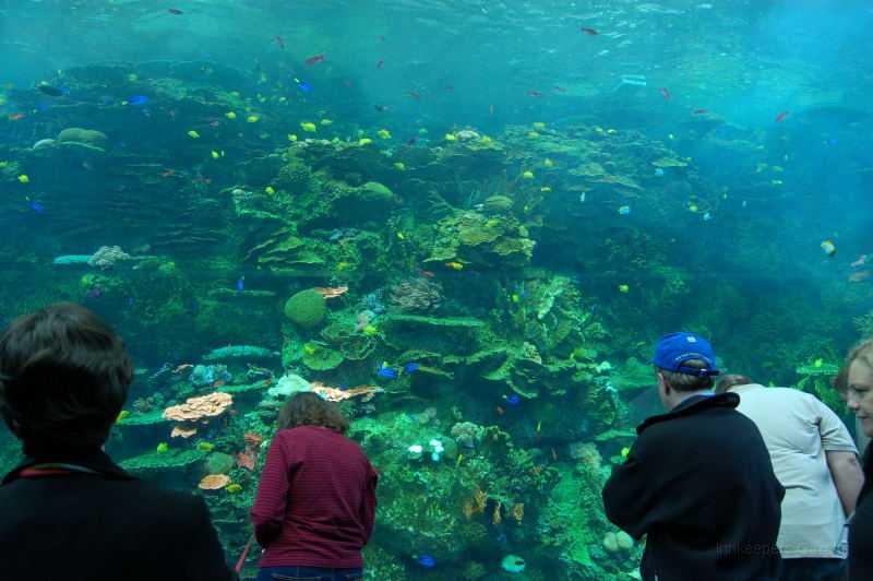 GA Aquarium 0003_1.JPG - The Reef display in the Aquarium's Coral Kingdom section.